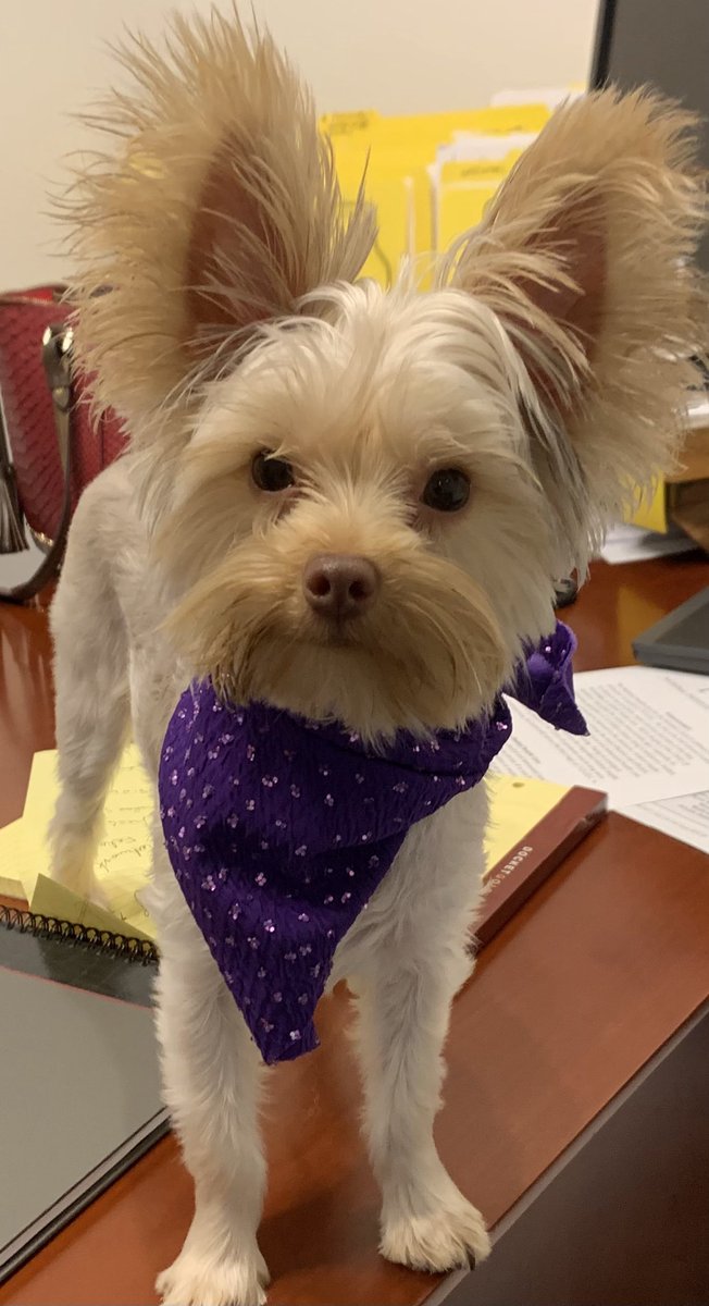 Baby Snickers: “Quick, Mummy, rescue me off this high desktop! I think maybe a tornado blew me right up here where you hide my treat basket.  Coulda happened that way. Coulda . . . “  🌪️😳 #TennesseeTornado #ThrowbackThursday #DogsOfX #DogsOfTwitter