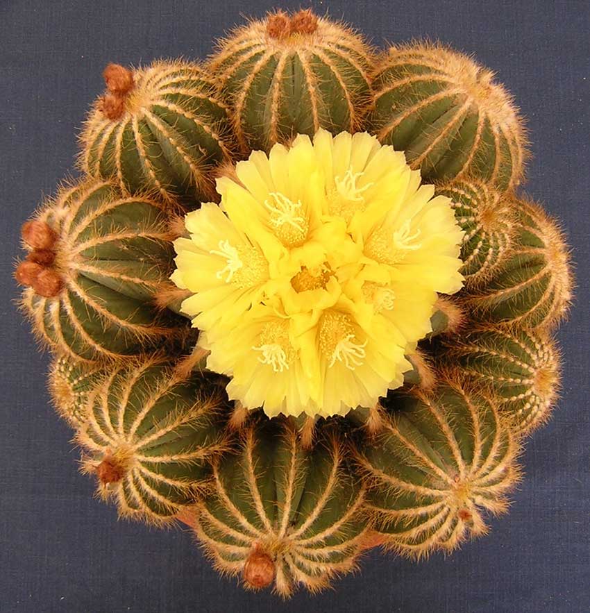 CactusSucculent's tweet photo. Plant of the Month: #Parodia magnifica (formerly #Notocactus magnificus) 

In the wild, where it is considered endangered, it grows in Rio Grande do Sul in Brazil and nearby in Paraguay, Uruguay and Argentina, at elevations of 150 to 800 metres above sea level. https://t.co/UZUJeHN9uy