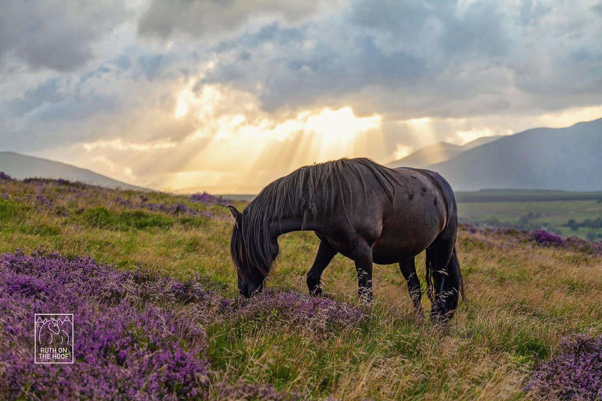 Horses are a native species to the British Isles which is why they’re vital to our ecosystems. They graze differently to cattle etc due to different dentition & digestive systems. They’re wonderful pollinators & habitat providers. Native breeds are the best suited to our climate