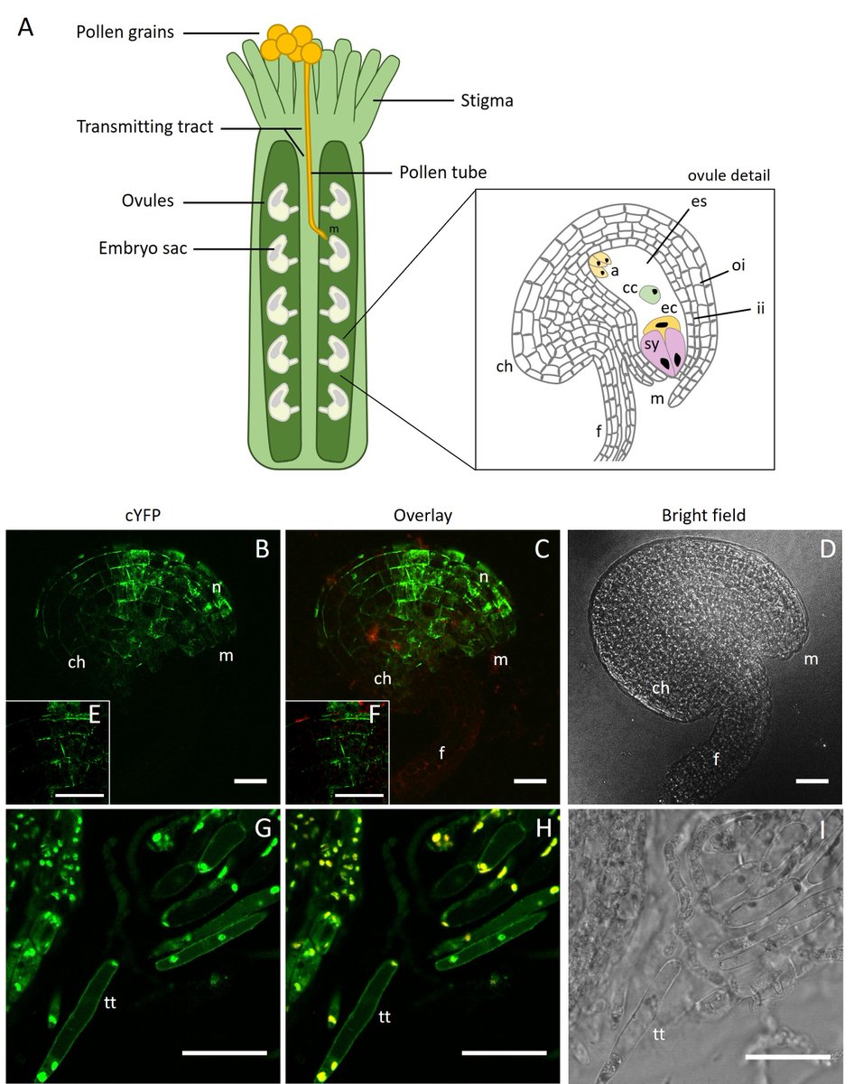 Exciting news!📚Our latest research has just been published in Plant Reproduction🎉onGPI anchor role in JAGGER localization & function during plant reproduction! @spredlab Read more here: shorturl.at/ikoQ8 #PlantReproduction #Arabidopsis #ArabinogalactanProteins #Cellwall