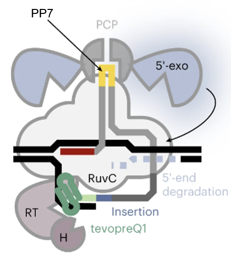 Delighted to contribute to the evolving field of #PrimeEditing with @geilinho (co-shared). We've added a new flavor to the PE toolbox called 'Exo-PE'. Using recruited 5'-exonucleases, we enhanced insertion efficacies while preserving the precision of PE2. nature.com/articles/s4159…