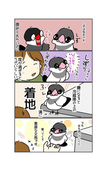 可愛いから可愛いと言ってしまうんだが、文鳥でもウザく感じるらしい🐥 .. ドタバタ文鳥日記 さんのマンガ ツイコミ(仮)
