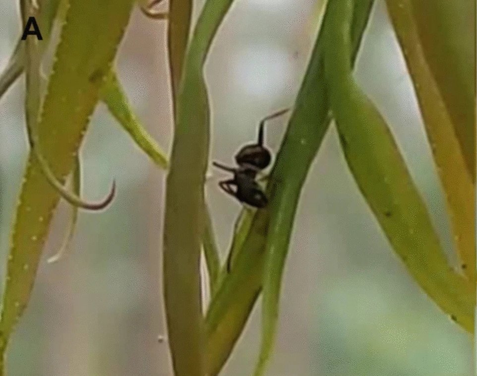 Social And Myrmecophilous Insects (@antswarsaw) on Twitter photo What happens in the forest after species introductions❓
Native ants use exotic psyllids introduced on eucalypts and exotic invasive ants are highly attracted to psyllids in the lab❗️
<a href="/gema_trigos/">Gema Trigos-Peral</a> <a href="/VioletteChiara/">Violette Chiara</a> <a href="/SanmartinVillar/">Iago Sanmartín Villar</a> <a href="/uvigo/">Universidade de Vigo</a> <a href="/MiIZ_PAS/">Museum and Institute of Zoology PAS</a>
More👇
doi.org/10.1007/s11829… What happens in the forest after species introductions❓
Native ants use exotic psyllids introduced on eucalypts and exotic invasive ants are highly attracted to psyllids in the lab❗️
<a href="/gema_trigos/">Gema Trigos-Peral</a> <a href="/VioletteChiara/">Violette Chiara</a> <a href="/SanmartinVillar/">Iago Sanmartín Villar</a> <a href="/uvigo/">Universidade de Vigo</a> <a href="/MiIZ_PAS/">Museum and Institute of Zoology PAS</a>
More👇
doi.org/10.1007/s11829…