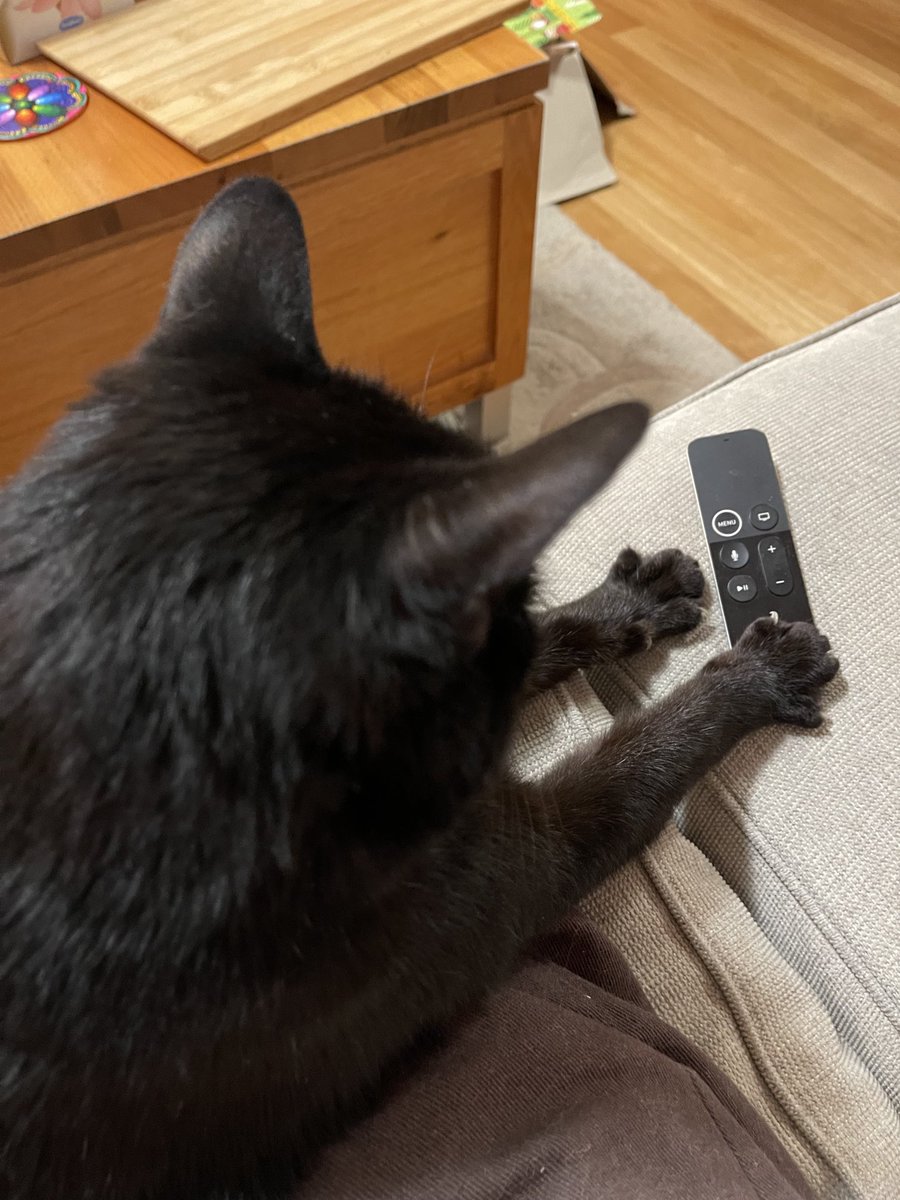 Helpful Cat will be choosing the television show tonight.