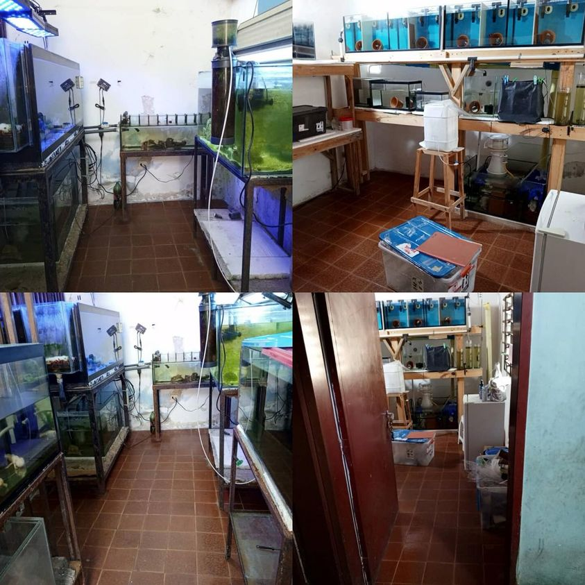 Funcionarios del Cicpc detuvieron a un joven por vender peces exóticos en Maracay,estado Aragua.
El detenido de 38 años e identificado solo con las siglas F.J.N.C.
Los funcionarios se trasladaron hasta un depósito clandestino donde tenía a los peces ,afectando la fauna marina