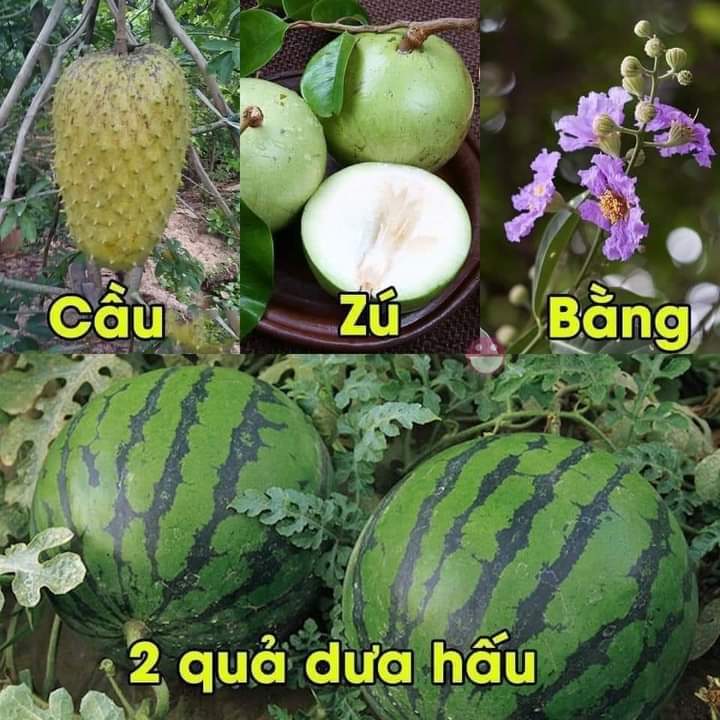 Ngô Lương Thanh Phụng (@phungngo259) on Twitter photo 