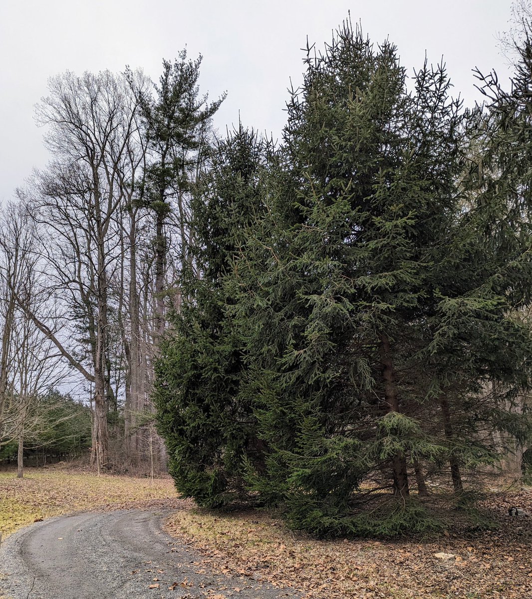 On today’s themarthablog.com cutting down some crabapple trees to save my grove of spruce trees. See our process and the progress we’re making in my woodland.