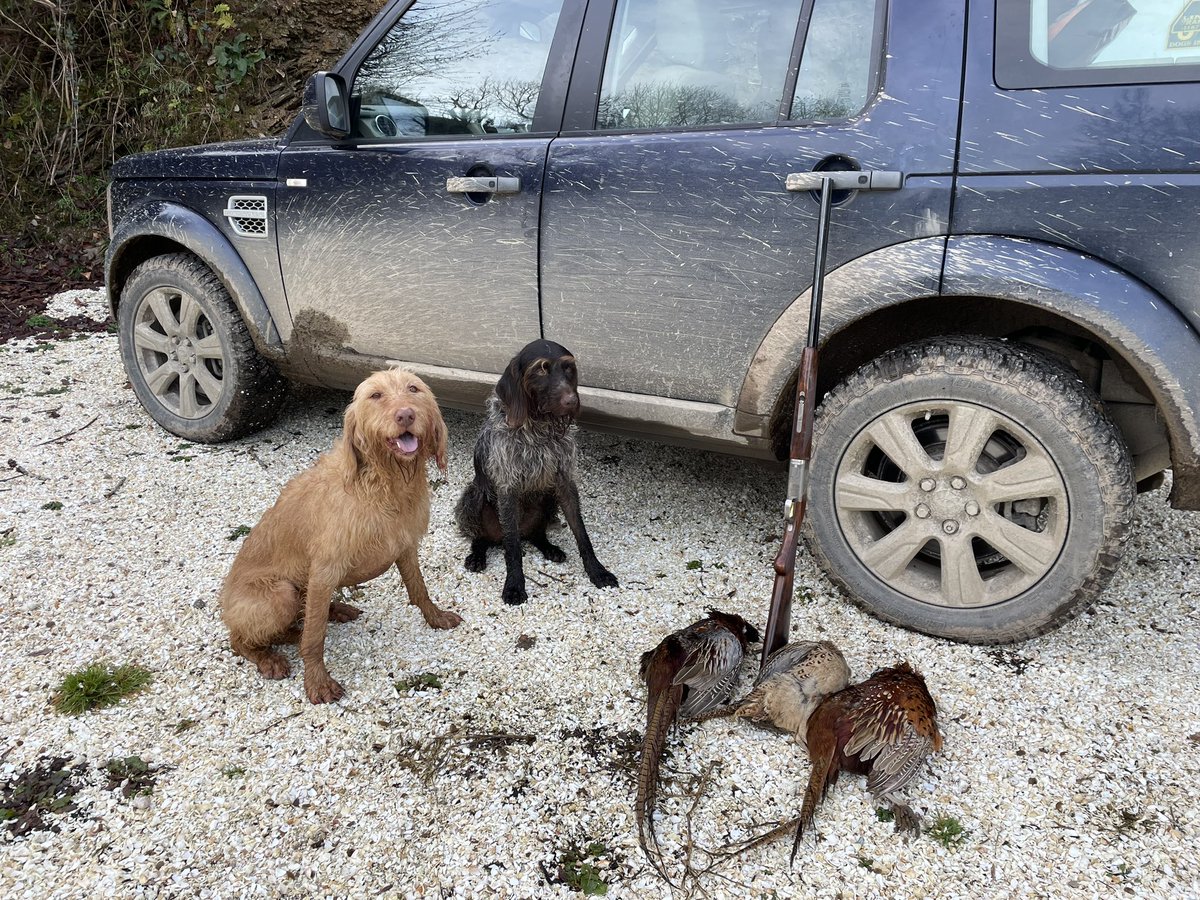 Finally a chance to finish the season walked up shooting over my dogs doing what they love! After a couple of Hunt Point misses 😳 finally a couple of fabulous Hunt Point and enthusiastic Retrieves 👍🙏