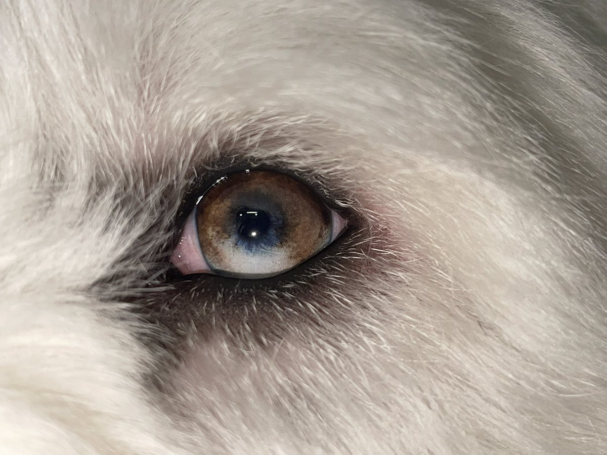 Hueybooey's tweet photo. I was able to get close up on huey eyes! Arenโt they gorgeous! #oes #sheepdog #oldenglishsheepdog #shaggydog #puppy #dogeyes #pretty #iris #dog https://t.co/QerKStANov