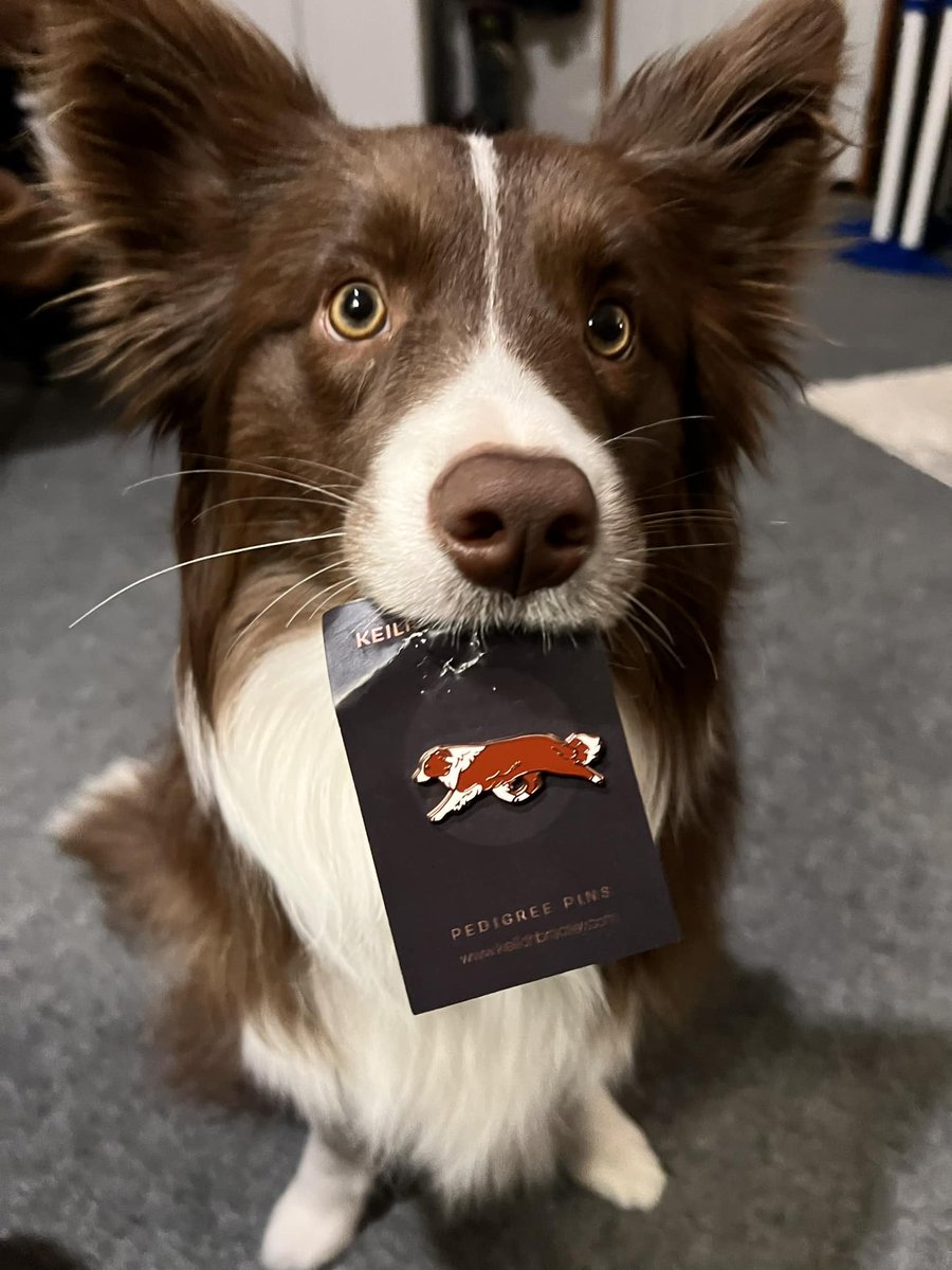 Mira the border collie and her pin twin! Many thanks to her owner for this lovely photo.