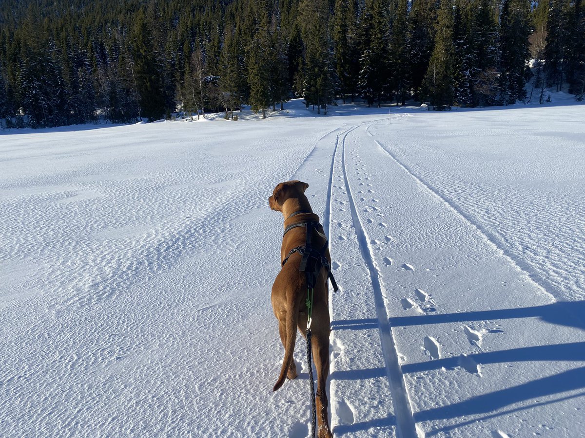 Sverre Sjøblom tweet media