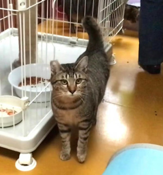 kyushu_foster's tweet photo. シャイで食欲旺盛なキジトラくん
熊本県 ♂ 生後1才 のネコちゃんです。
 #猫 #ネコ #里親 #里親募集 #熊本県 #拡散希望 
詳細：https://t.co/WrlKJlHqb3
写真： https://t.co/qWn7BtJHvJ