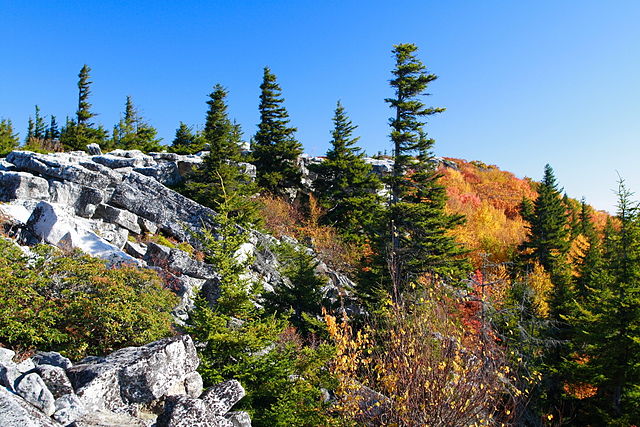 Flying squirrels are guiding forest restoration efforts? Read about our new NE CASC research project that uses the Virginia northern flying squirrel to guide resilient restoration of red spruce in the Central Appalachians: bit.ly/3Uu1vJT