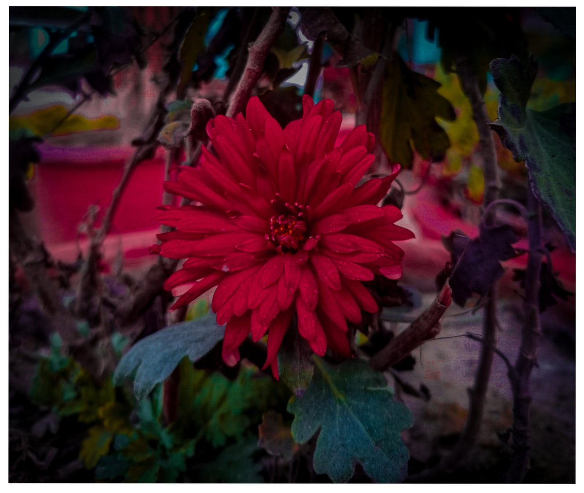 izeshanrahman's tweet photo. When capturing flowers is your therapy 🫂❤. https://t.co/d4Tyj8hSea