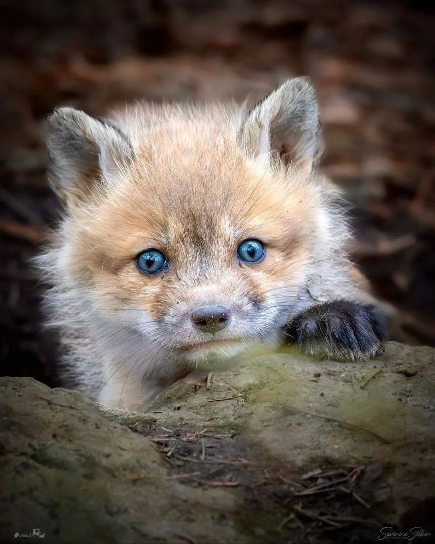 Fox cub 🦊

📹: nuts_about_wildlife
#fox #foxeyes #foxy #fennecfox  #vulpesvulpes #animal #Cactus #happyfox #urbanfox #MAFS #wildlife #wildlifephotography