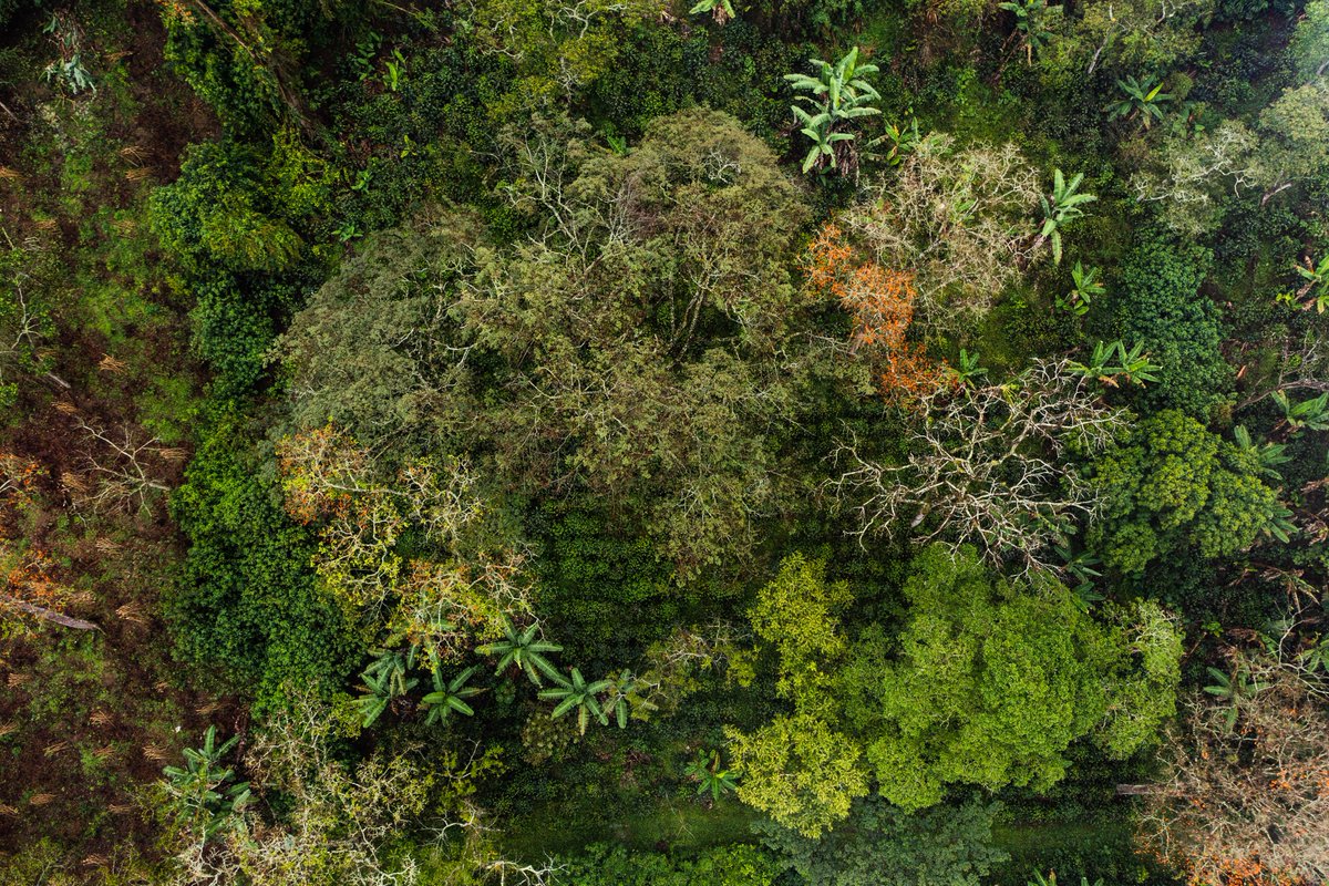 SMBC's tweet photo. Bird Friendly® coffee farms have a natural forest canopy that provides migratory and resident birds with food sources like insects and nectar. These farms also provide important ecological services, such as erosion control and carbon storage. Learn more: https://t.co/EltghUfT4z https://t.co/4RyXARti0R