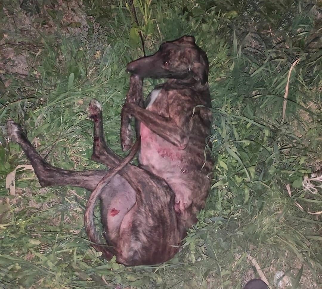 mantonieta1536's tweet photo. 1 de Febrero #DiaMundialDelGalgo
Nada que celebrar en este país donde se han dejado indefensos a aquellos que más proteccion necesitan.
#FreeGalgos https://t.co/GWxCU9kEJ8