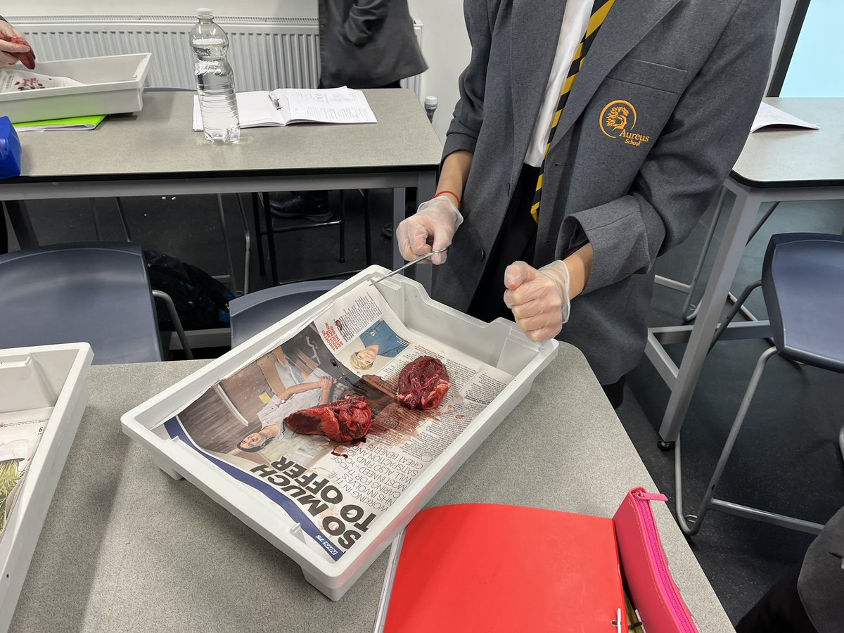 Aureus_Science's tweet photo. Y9 completed a Heart dissection. Some excellent dissections that showed all the key parts of the heart. Well done everyone.
@AureusSchool
@RoyalSocBio
@AQA
#heartdissection https://t.co/Tv4ta2Gxcf