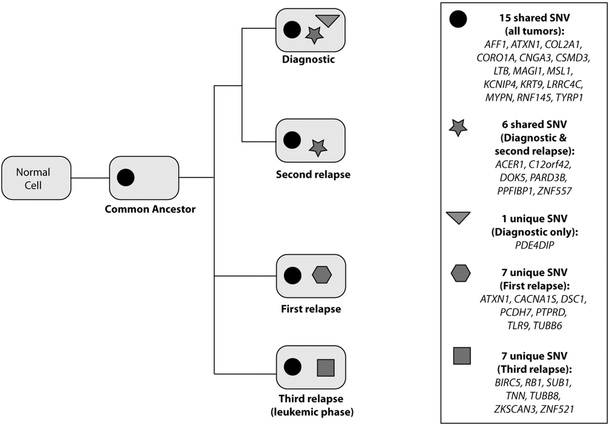 mtmdphd's tweet photo. Whole-genome sequencing [WGS] of multiple myeloma from diagnosis to plasma cell leukemia reveals genomic initiating events, evolution, and clonal tides [Aug 2, 2012] Egan et al. @BloodJournal https://t.co/Jlmpr88dM4 #mmsm #cagenome https://t.co/nj4koVw3yl