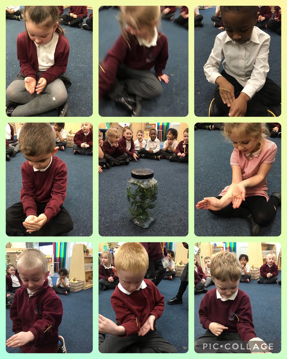 Miss Middleton (@missmiddletonhb) on Twitter photo Meet the newest members of Reception LM - Stickman, Sticky, Twiggy and Tiny! The children were so excited to hold our stick insects. <a href="/HartleyBrookPri/">Hartley Brook Academy</a> <a href="/HBMrsFeetham/">Mrs Feetham</a> <a href="/MissEmsonHB/">Miss Emson</a> Meet the newest members of Reception LM - Stickman, Sticky, Twiggy and Tiny! The children were so excited to hold our stick insects. <a href="/HartleyBrookPri/">Hartley Brook Academy</a> <a href="/HBMrsFeetham/">Mrs Feetham</a> <a href="/MissEmsonHB/">Miss Emson</a>