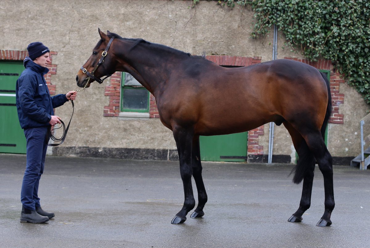 HATOS (Diamond Boy- pic) justifies favouritism in the two mile chase <a href="/FfosLasRC/">Ffos Las Racecourse</a>, adding to a previous maiden hurdle win for @AJHoneyball 🏆 Well done to connections and breeders Patrick Boiteau &amp; Mrs Myriam Pommeray 👏🏼
