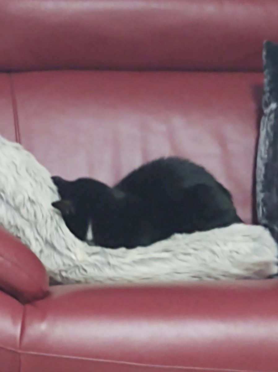 SoliSolistari's tweet photo. @SpiritCityLofi Jellybean (full name Gelatinous Legume). She's a 14 year old tuxedo angel. She spends most of her time in warm places but every now and then will give me a heart attack by climbing on stuff that is very tall and which she should not be jumping from. She'll do anything for treats. https://t.co/SaDr2adwNu