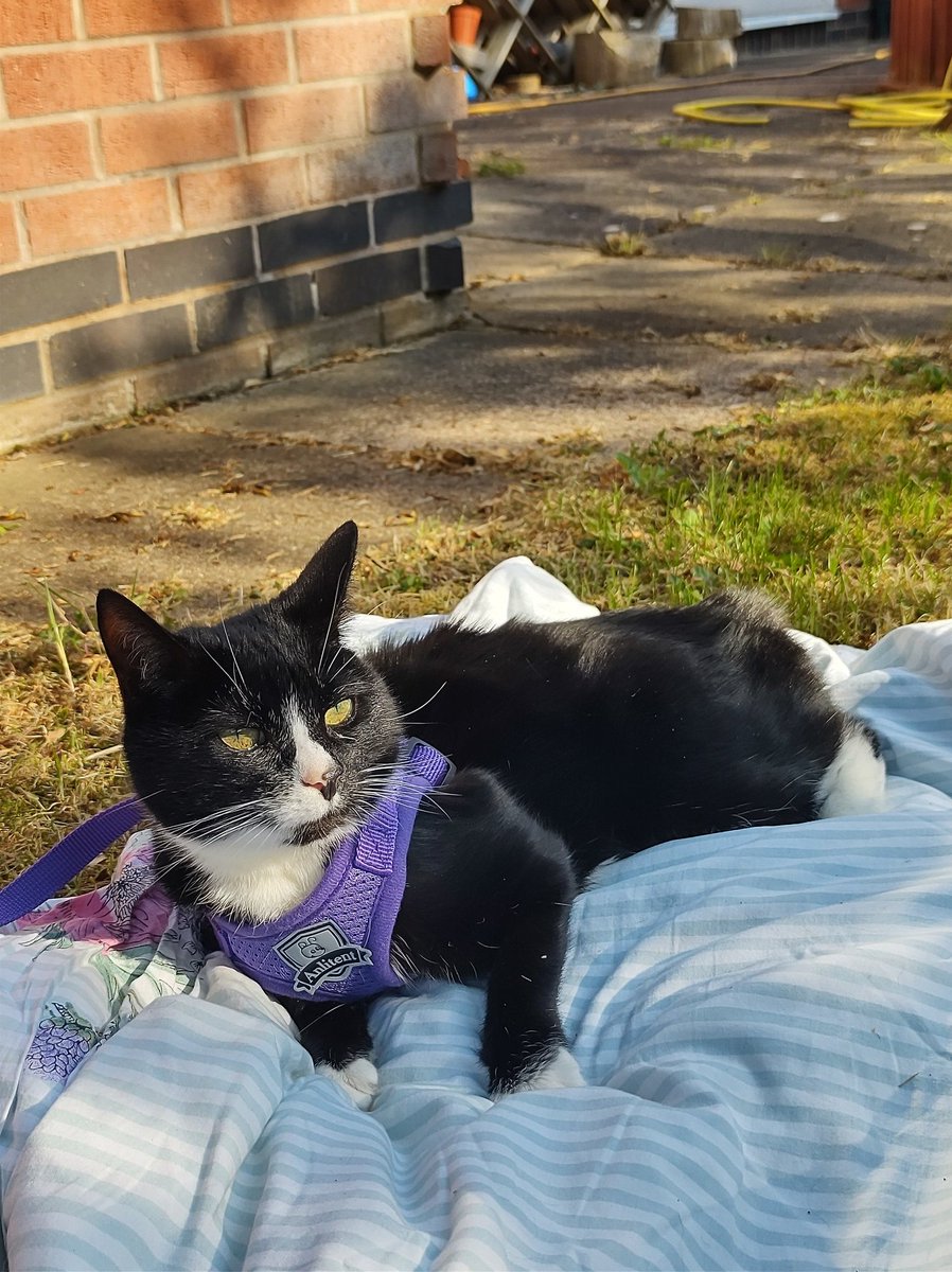 SoliSolistari's tweet photo. @SpiritCityLofi Jellybean (full name Gelatinous Legume). She's a 14 year old tuxedo angel. She spends most of her time in warm places but every now and then will give me a heart attack by climbing on stuff that is very tall and which she should not be jumping from. She'll do anything for treats. https://t.co/SaDr2adwNu