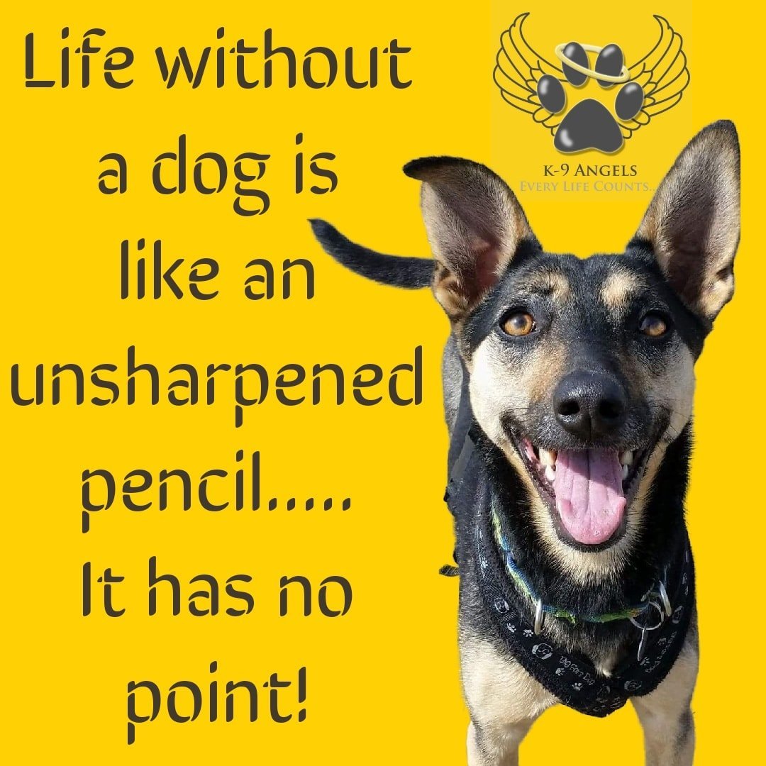 'Life without dogs is like an unsharpened pencil..it has no point' Like and share if you agree! #AdoptDontShop #DogsAreFamily #DogCharity