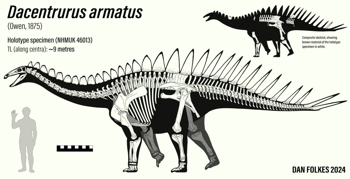 #Dacentrurus, the og stegosaur. Discovered before Stegosaurus, this giant herbivore was originally called 'Omosaurus', a preoccupied name. This stegosaur hails from the Late Jurassic of England, alongside various other dinosaurs.