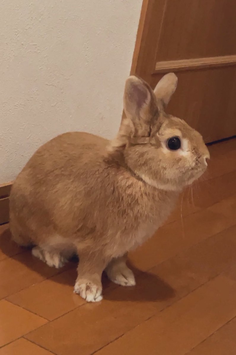 #うさぎがいる暮らし
うな毛モフモフのモカくん🐰🥕