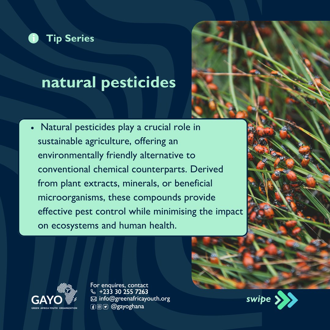 zerowaste_233's tweet photo. The beautiful experience of an indoor garden and urban garden can be hindered by pest infestation. Using #environmentally sound and #ecofriendly remedies to get rid of pests while preserving your garden,soil and the environment is the best way to go.
#gayo
#urbangardening https://t.co/IAfx3oT5tj