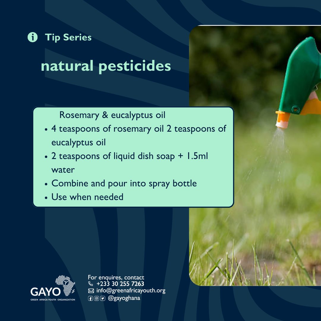 zerowaste_233's tweet photo. The beautiful experience of an indoor garden and urban garden can be hindered by pest infestation. Using #environmentally sound and #ecofriendly remedies to get rid of pests while preserving your garden,soil and the environment is the best way to go.
#gayo
#urbangardening https://t.co/IAfx3oT5tj