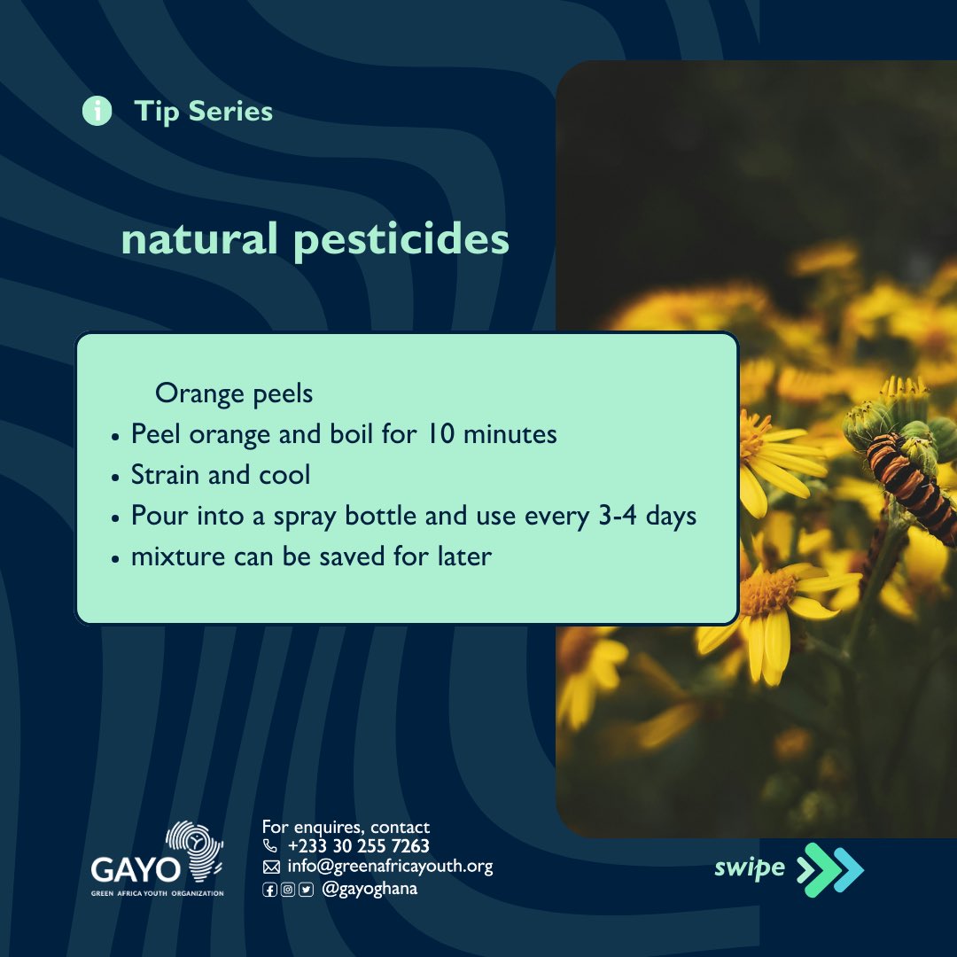 zerowaste_233's tweet photo. The beautiful experience of an indoor garden and urban garden can be hindered by pest infestation. Using #environmentally sound and #ecofriendly remedies to get rid of pests while preserving your garden,soil and the environment is the best way to go.
#gayo
#urbangardening https://t.co/IAfx3oT5tj