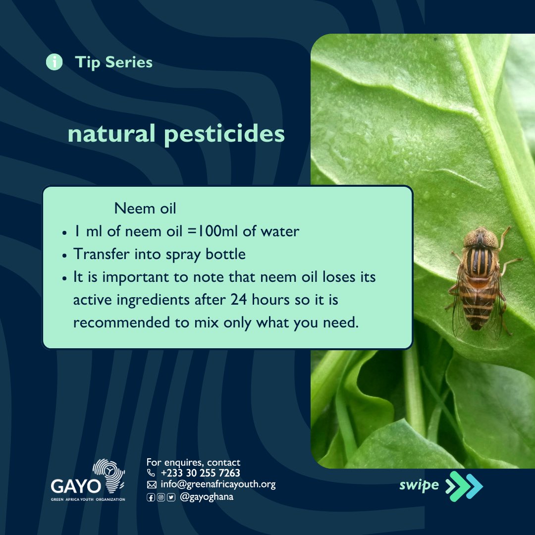 zerowaste_233's tweet photo. The beautiful experience of an indoor garden and urban garden can be hindered by pest infestation. Using #environmentally sound and #ecofriendly remedies to get rid of pests while preserving your garden,soil and the environment is the best way to go.
#gayo
#urbangardening https://t.co/IAfx3oT5tj