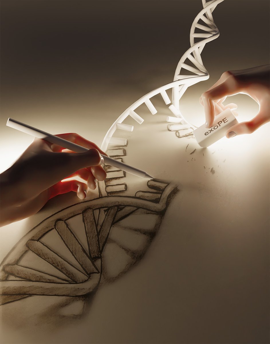 A team of researchers has expanded the #primeediting toolbox: They have developed a method for the targeted degradation of original DNA segments to make room for new insertions.
➡️ bioengineering.tum.de/en/news/detail…
➡️@naturemethods: nature.com/articles/s4159…
📷Moritz Hocher