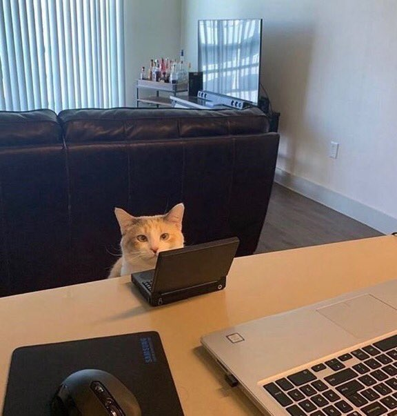 CatWorkers's tweet photo. Somewhere, a cat called Pancetta struggles to meet her daily word count on the next great American novel. RT to send her emotional support. https://t.co/XP9GtLa8Ff