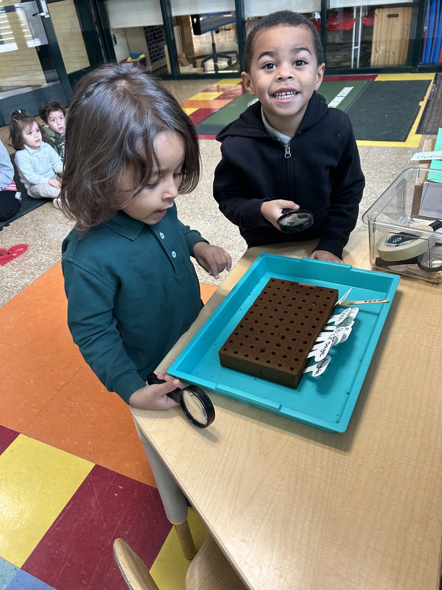 Matthew Johnson (@morrisaveschool) on Twitter photo Our scientists are learning about plants! #TogetherWeCan <a href="/LBSuptRodriguez/">Francisco E. Rodriguez</a> #SustainableFuture Our scientists are learning about plants! #TogetherWeCan <a href="/LBSuptRodriguez/">Francisco E. Rodriguez</a> #SustainableFuture