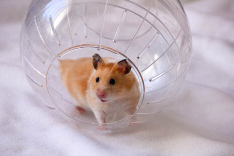 amy_r_anguish's tweet photo. Want to help name a character in my Valentine's novella for next year? It's a hamster! And he ends up causing a little mischief in the kindergarten class on Valentine's day. I'm taking #readerinput. More info in the link.
https://t.co/DLVvd9R4tK https://t.co/yriUBsyRz6