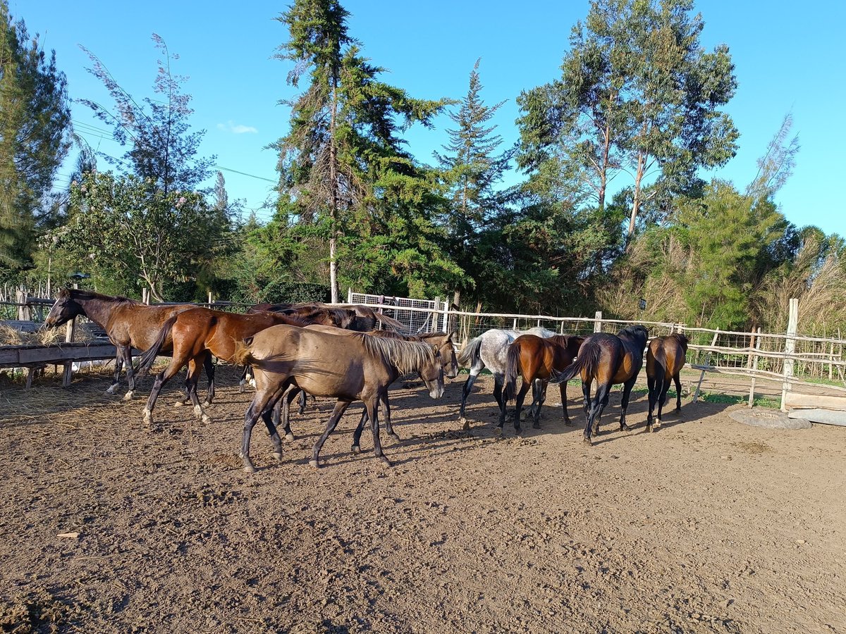 WanjohiNjega's tweet photo. Mkinunua ranches kwa @LaikipiaRanches please come I sell you horses; ponies, average size and fully mature to help you tour your expansive ranch. https://t.co/SLqL0C40YD
