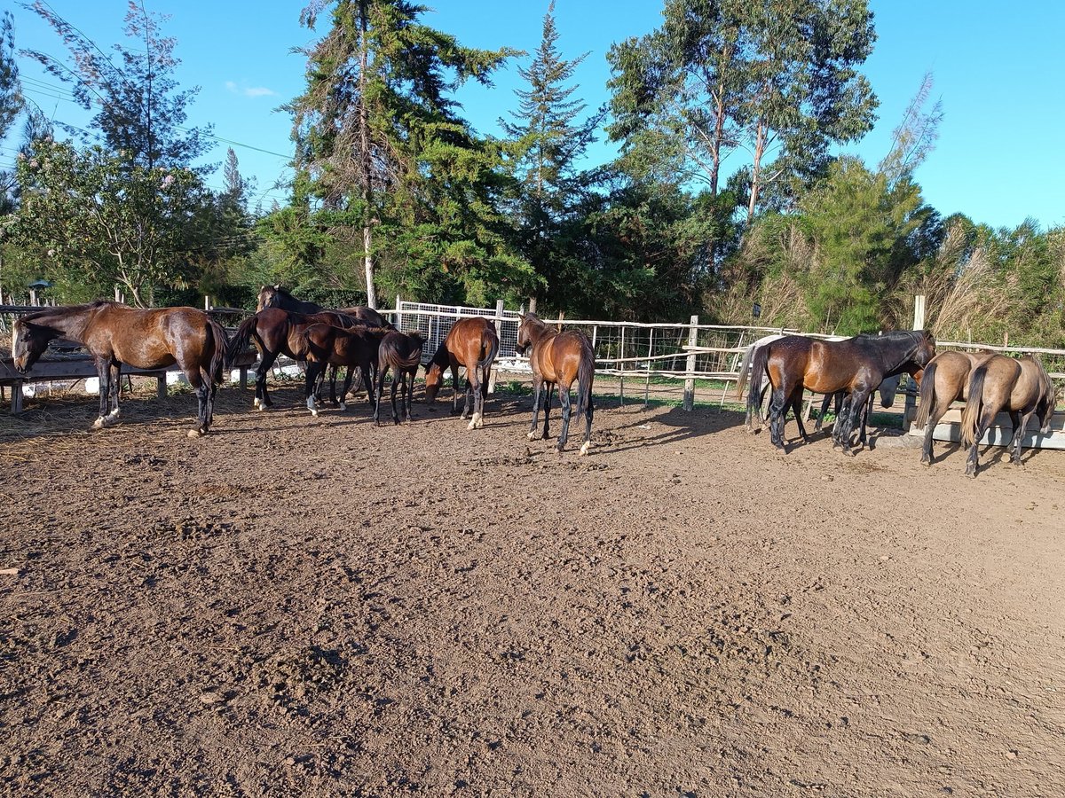 WanjohiNjega's tweet photo. Mkinunua ranches kwa @LaikipiaRanches please come I sell you horses; ponies, average size and fully mature to help you tour your expansive ranch. https://t.co/SLqL0C40YD