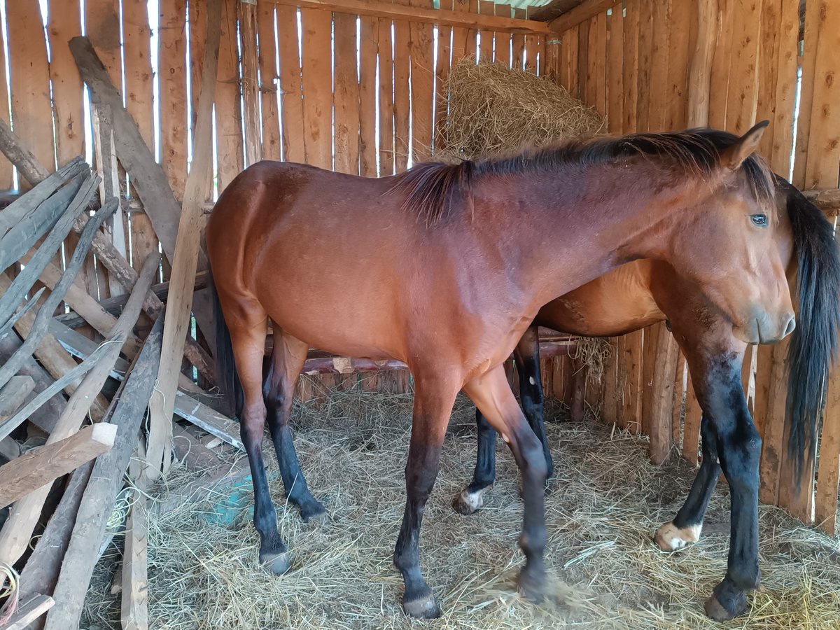 WanjohiNjega's tweet photo. Mkinunua ranches kwa @LaikipiaRanches please come I sell you horses; ponies, average size and fully mature to help you tour your expansive ranch. https://t.co/SLqL0C40YD