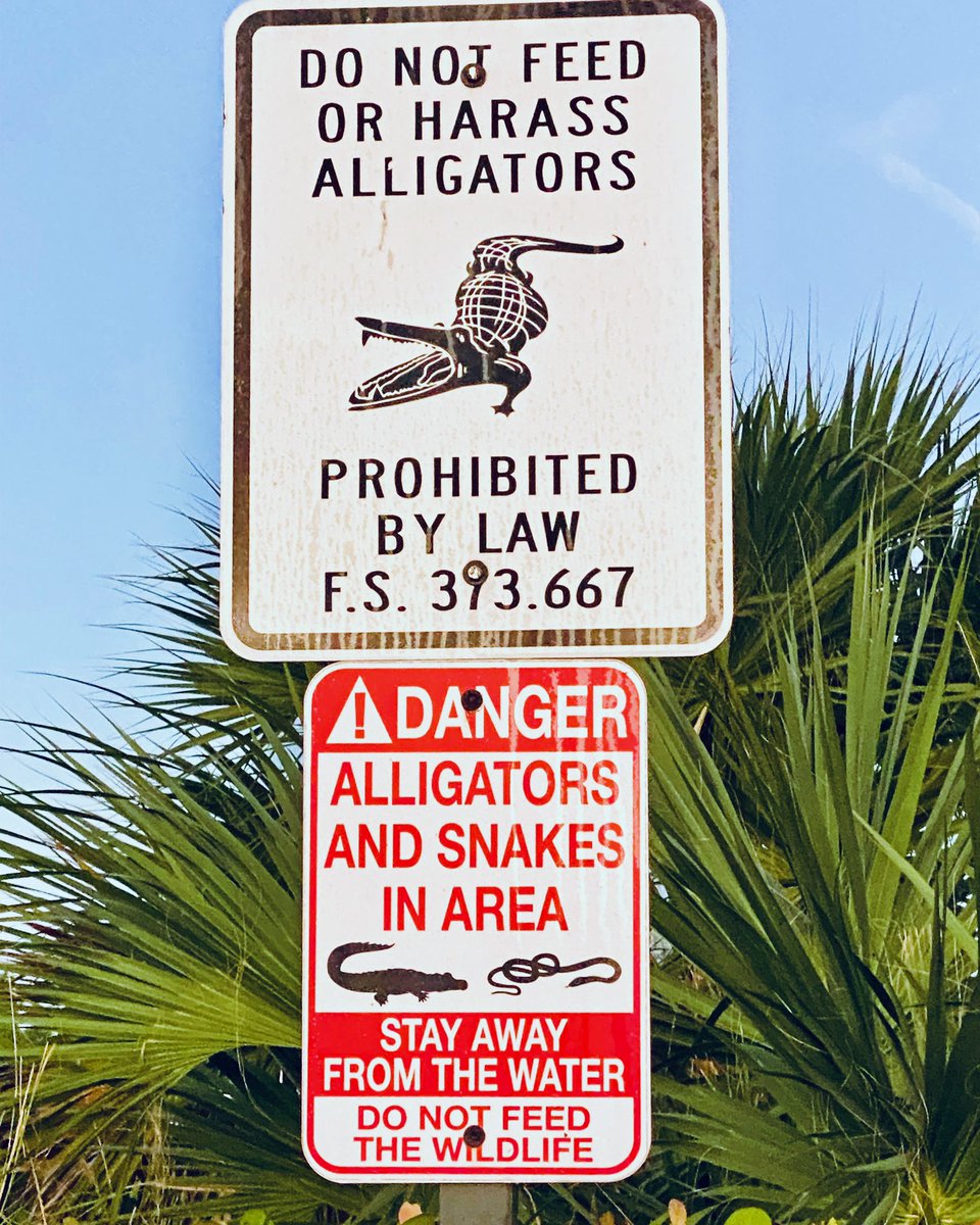 #Florida’s most important #RunningTip: Do not feed or harass the #Alligators!🏃🏻‍♂️💨🐊🤯 #DarwinAwards #RunFlorida #mcrrc #justDONTdoit