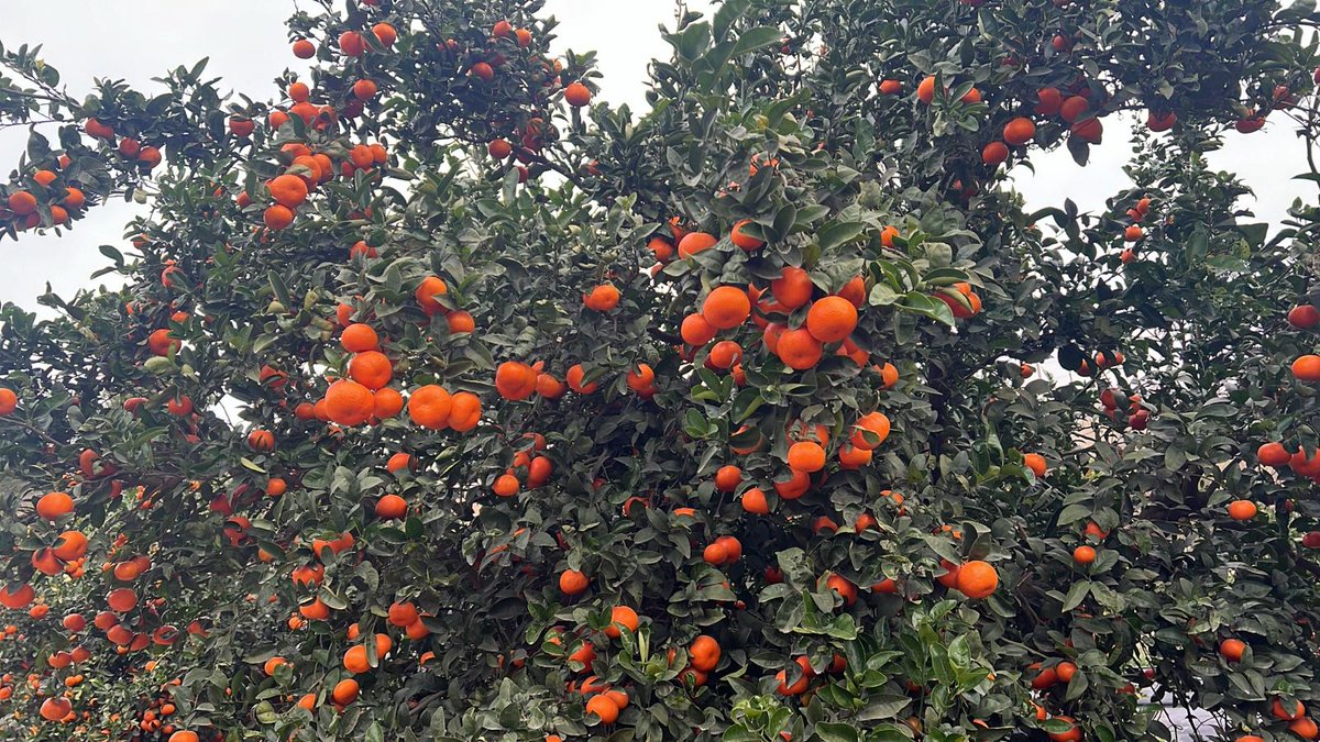 Así de cargados están nuestros árboles de clementina. 
Revisamos cada día su crecimiento para recogerlas justo en su punto óptimo. 
#camposeven
#agricultura 
#agriculturaecologica