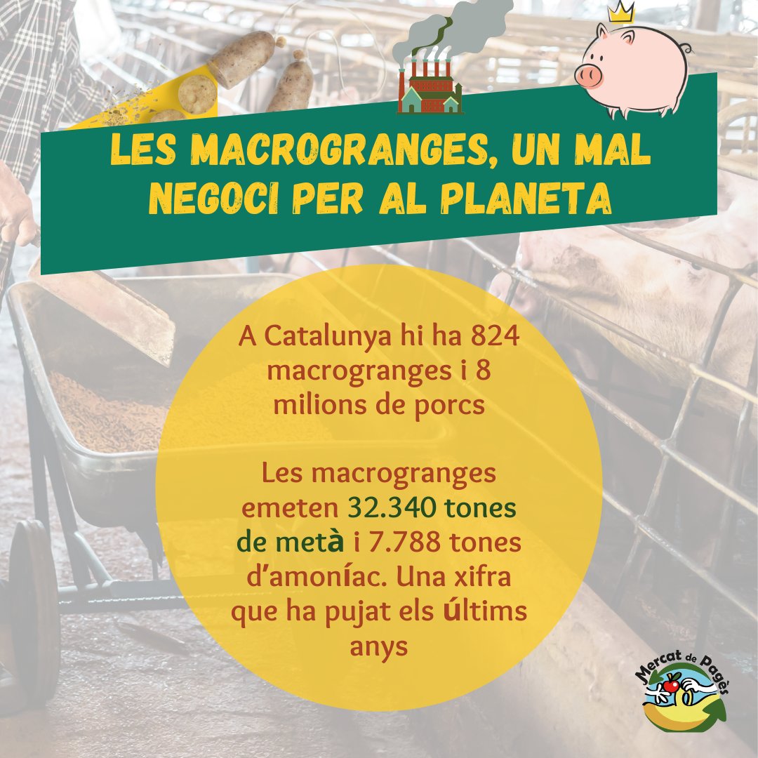 MercatDePages's tweet photo. 🐽 Catalunya té una 'autovia' de #macrogranges, des del Segrià fins al Cap de Creus. 824 macrogranges regnen el territori amb uns efectes devastadors per al medi ambient. 

La indústria càrnica és responsable del 14,5% de les emissions de #CO2 de tot el planeta.
🧵 https://t.co/NcjYPoaWcC