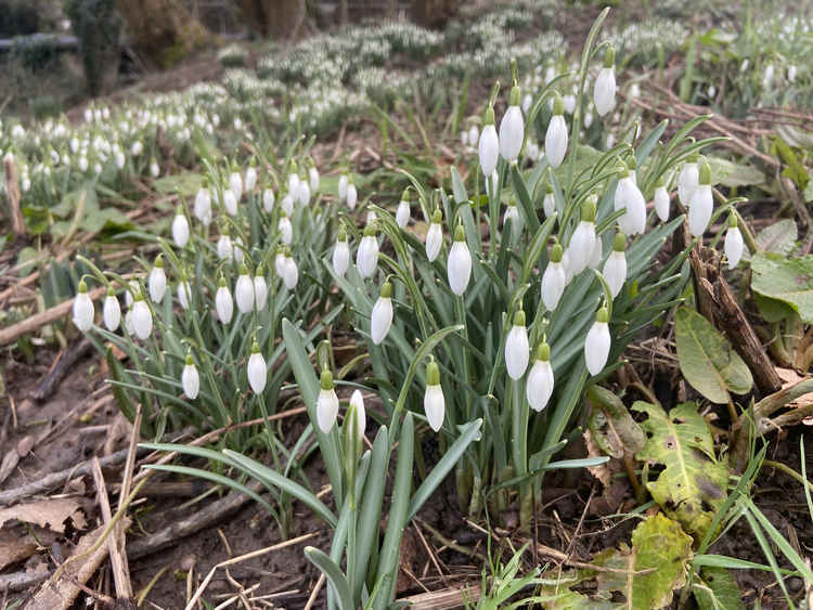 Spring is on its way! Check out our handy guide to see <a href="/Rode_Hall/">Rode Hall</a>'s snowdrop farmers market plus other events 👇 

alsager.nub.news/news/local-new…