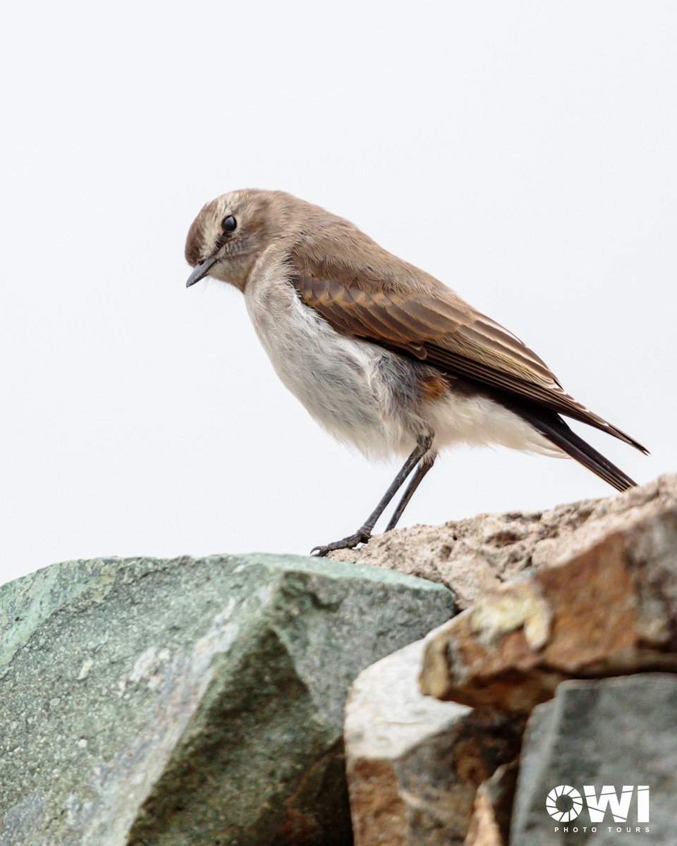 owiphototours's tweet photo. Here's to a new year of #BirdsSeenIn2024 starting with this Plain-capped Ground-Tyrant / Weißbrauen-Grundtyrann / Dormilona del Páramo (Muscisaxicola alpinus)
📍Chimborazo Fauna Production Reserve, Ecuador #birdphotography #birdwatching #chimborazo #Ecuador https://t.co/J3XSHLO028