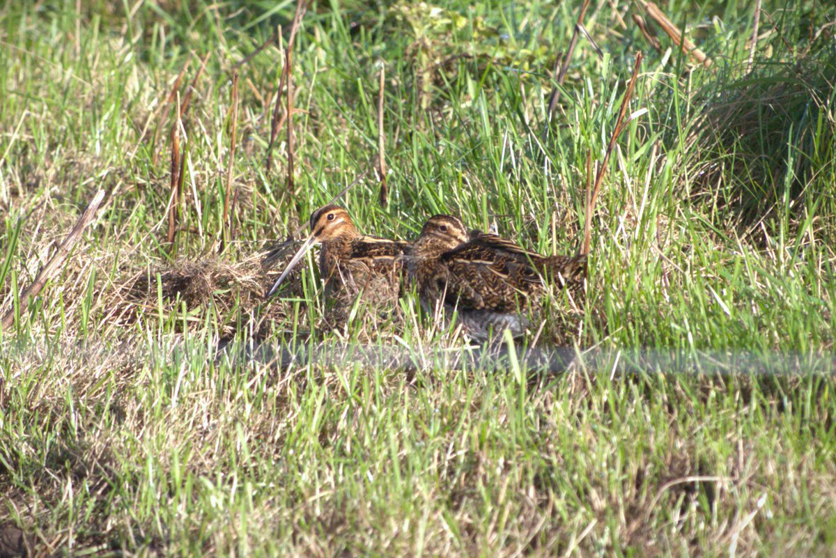Can you name this bird species? We'll give you a hint... the As Gaeilge for this species is Naoscach. Let us know in the comments...

#acres