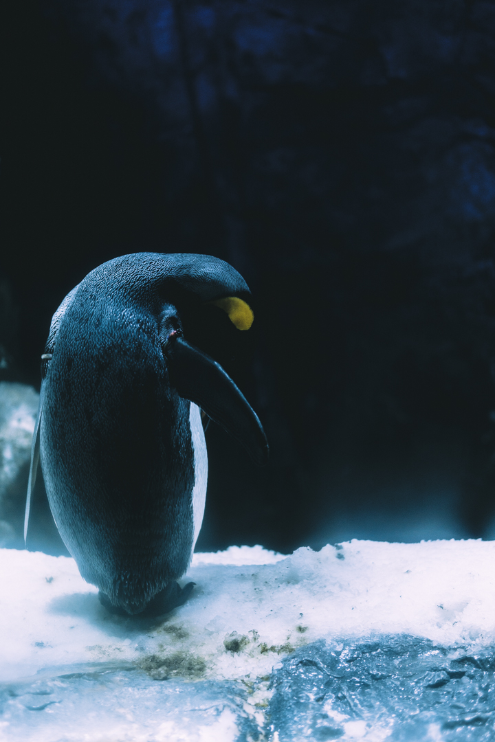 ペンギン