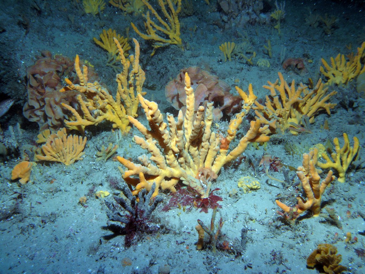 On 22 March 2024, new management measures to protect vital habitats and species in a further 13 English offshore marine protected areas (MPAs) will come into effect.

Find out more: bit.ly/3SFecQq

<a href="/DefraGovUK/">Defra UK</a> 
Image credit Natural England/Tim Allsop #hiddenseas