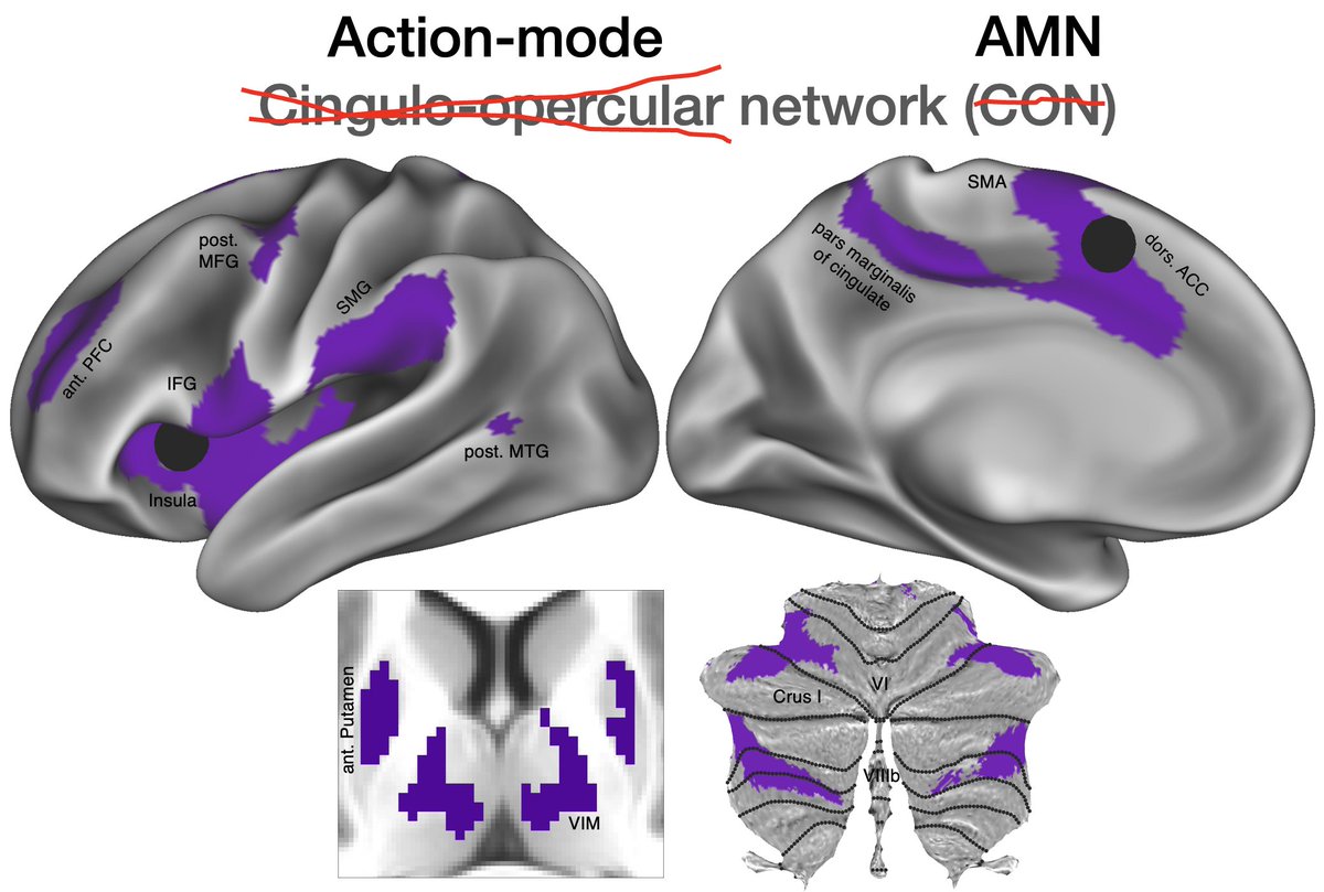 Introducing the Action-Mode Network – AMN. Better late than never! 17 years ago, we clumsily called this the Cingulo-opercular Network (CON) based on its anatomy (we weren’t exactly sure what it does). Now we’ve finally got the evidence to give it the functional name it deserves:…